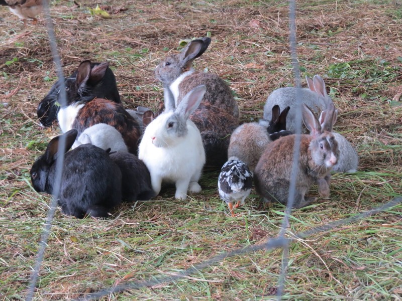 Os coelhos do Parque
